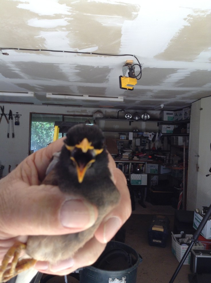 FridayFictioneers flash fiction